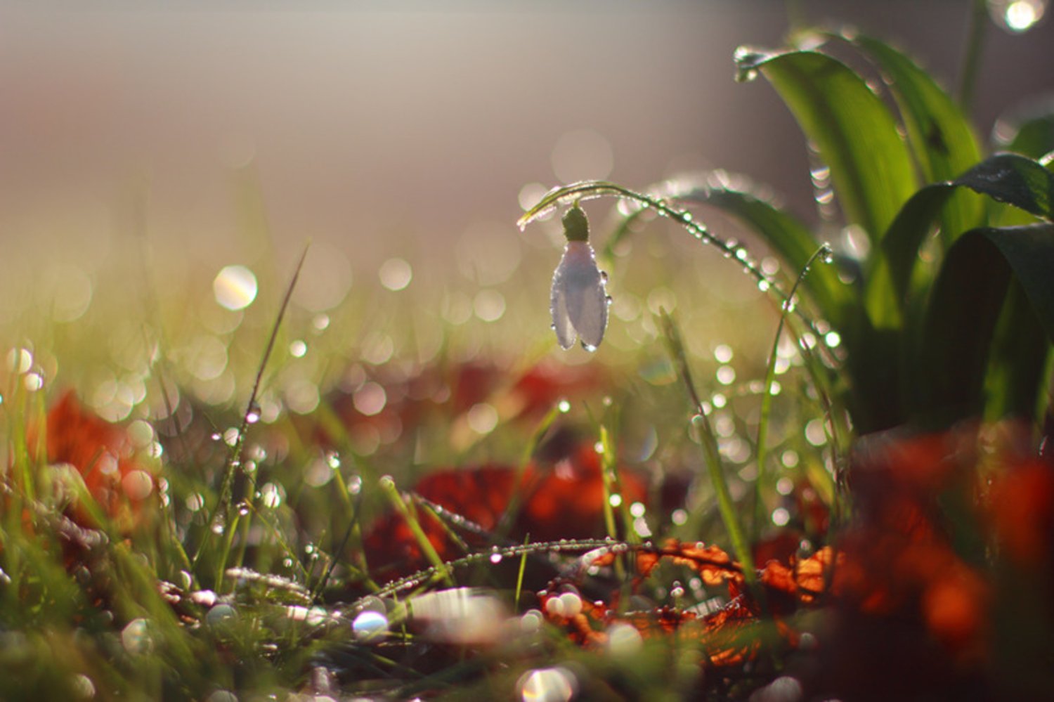 April morning. Дождь и солнце. Дождь на рассвете.