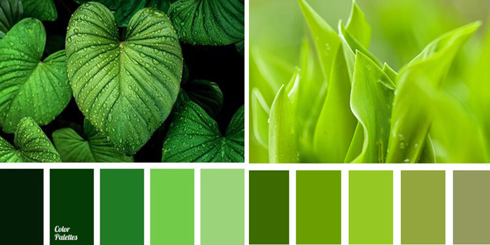 Обои в оттенках зеленого цвета: отделка стен, создающая интерьеры от спокойных до ярких - варианты использования