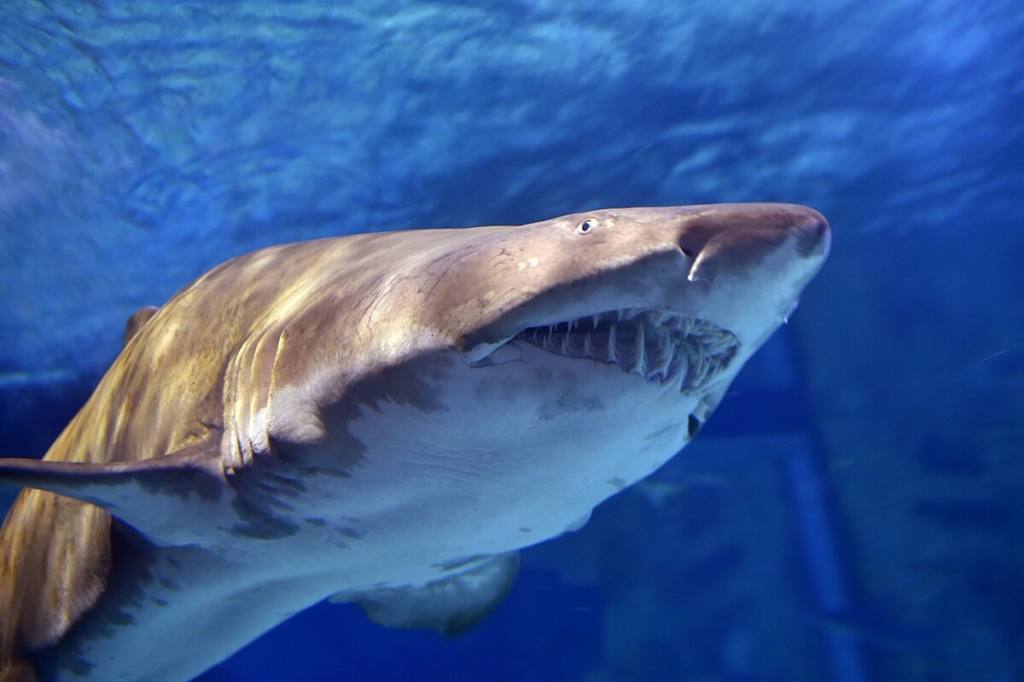 Источник фотографии https://d.newsweek.com/en/full/1089531/bull-shark-attacks-galveston-man.jpg