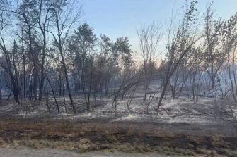 Лесной пожар в Ростовской области